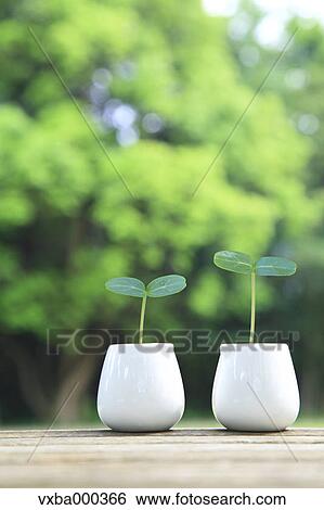 Green leaves sprouting from milk cups View Large Photo Image Stock Photograph - Green leaves sprouting from milk cups. Fotosearch