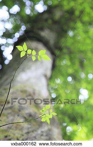 Stock Image - Green leaves. Fotosearch