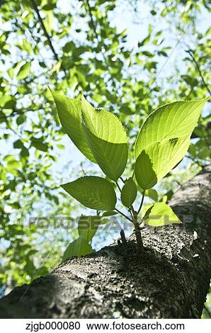 Green leaves View Large Photo Image Stock Image - Green leaves. Fotosearch