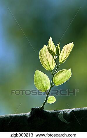 Stock Image - Green leaves. Fotosearch