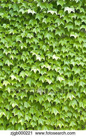 Stock Image - Green leaves. Fotosearch