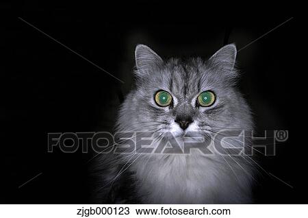Grey cat looking at camera View Large Photo Image Stock Image - Grey cat looking at camera. Fotosearch