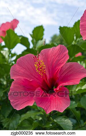 Stock Photography - Hibiscus. Fotosearch