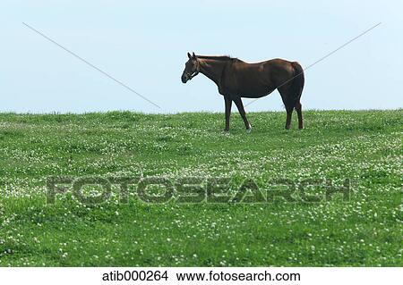 Horse and grassland View Large Photo Image Picture - Horse and grassland. Fotosearch