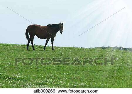 Stock Photograph - Horse and grassland. Fotosearch