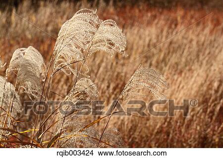 Japanese silver grass View Large Photo Image Picture - Japanese silver grass. Fotosearch