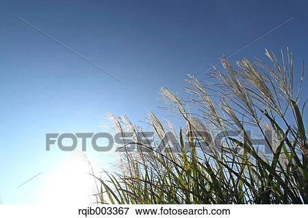 Stock Photo - Japanese silver grass. Fotosearch