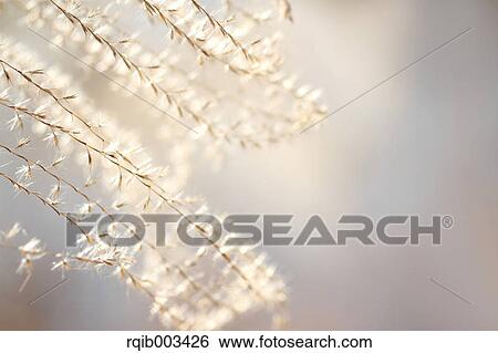 Japanese silver grass View Large Photo Image Stock Photograph - Japanese silver grass. Fotosearch