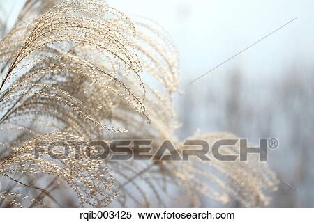 Stock Photography - Japanese silver grass. Fotosearch