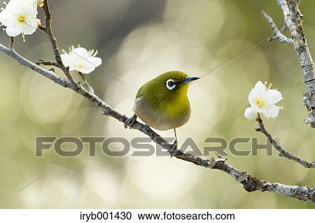 Japanese White Eye and plum flowers View Large Photo Image Stock Image - Japanese White Eye and plum flowers. Fotosearch