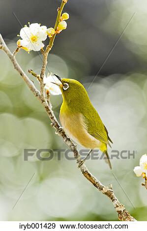 Stock Photo - Japanese White Eye and plum flowers. Fotosearch