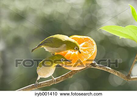 Japanese White Eye birds and tangerine View Large Photo Image Stock Image - Japanese White Eye birds and tangerine. Fotosearch