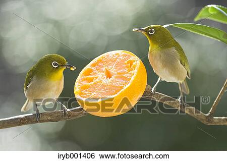 Japanese White Eye birds and tangerine View Large Photo Image Stock Photograph - Japanese White Eye birds and tangerine. Fotosearch