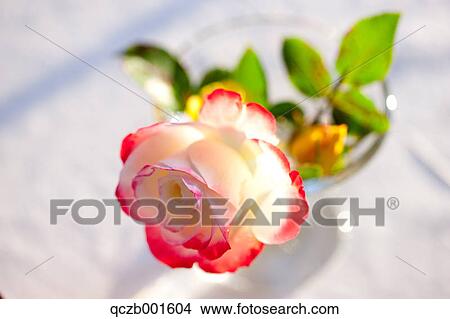 Jubile Du Prince De Monaco rose View Large Photo Image Picture - Jubile Du Prince De Monaco rose. Fotosearch