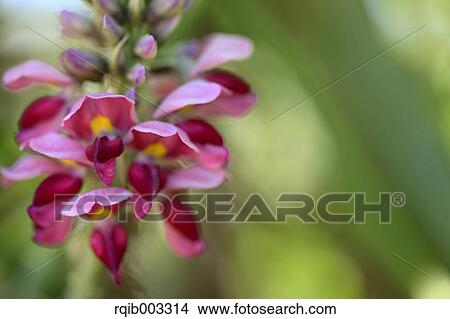 Kudzu flowers View Large Photo Image Picture - Kudzu flowers. Fotosearch