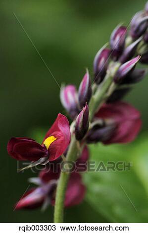 Kudzu flowers View Large Photo Image Stock Image - Kudzu flowers. Fotosearch