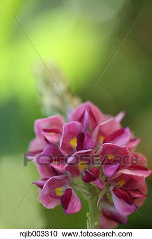 Kudzu flowers View Large Photo Image Stock Image - Kudzu flowers. Fotosearch