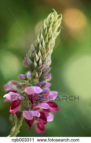 Kudzu flowers View Large Photo Image Stock Image - Kudzu flowers. Fotosearch