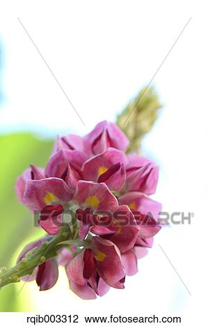 Kudzu flowers View Large Photo Image Stock Image - Kudzu flowers. Fotosearch