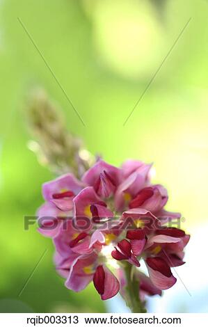 Kudzu flowers View Large Photo Image Stock Image - Kudzu flowers. Fotosearch