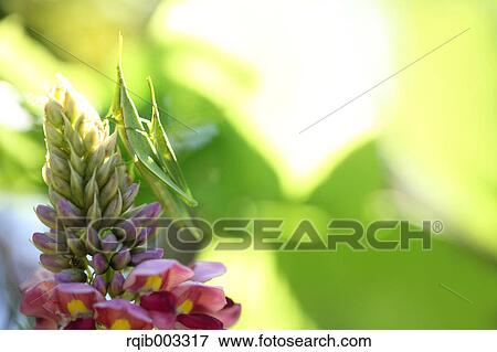 Stock Photo - Kudzu flowers. Fotosearch
