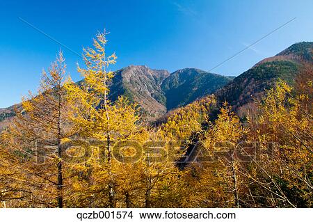 Larch trees and Mount Taro, Tochigi Prefecture View Large Photo Image Picture - Larch trees and Mount Taro, Tochigi Prefecture. Fotosearch