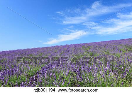 Lavender field and blue sky with clouds View Large Photo Image Picture - Lavender field and blue sky with clouds. Fotosearch