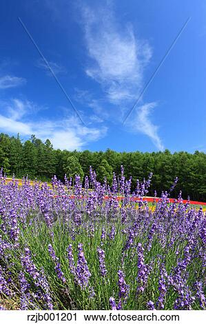 Lavender field and blue sky with clouds View Large Photo Image Stock Image - Lavender field and blue sky with clouds. Fotosearch