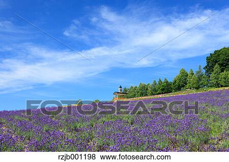 Stock Photo - Lavender field and blue sky with clouds. Fotosearch
