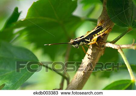 Locust View Large Photo Image Stock Image - Locust. Fotosearch