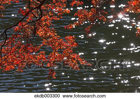 Maple leaves at Kitako Lake, Saitama Prefecture View Large Photo Image Stock Image - Maple leaves at Kitako Lake, Saitama Prefecture. Fotosearch