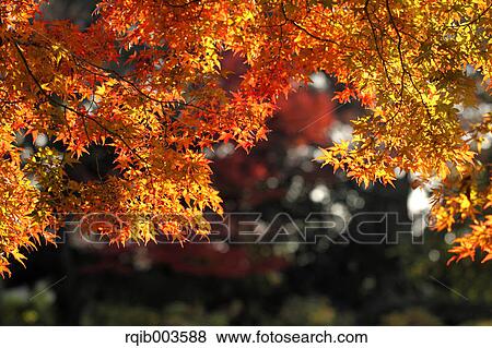 Stock Photo - Maple leaves. Fotosearch