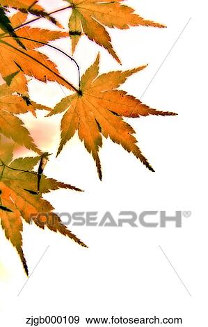 Stock Photo - Maple leaves. Fotosearch