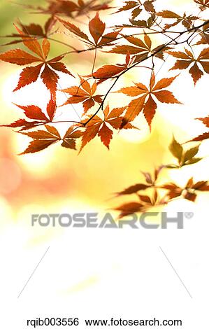 Maple leaves View Large Photo Image Stock Photograph - Maple leaves. Fotosearch