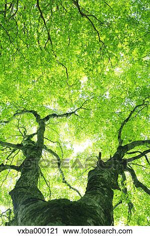 Stock Image - Maple tree. Fotosearch