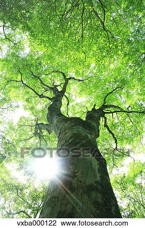Stock Image - Maple tree. Fotosearch