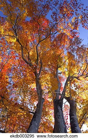 Maple trees View Large Photo Image Stock Photography - Maple trees. Fotosearch