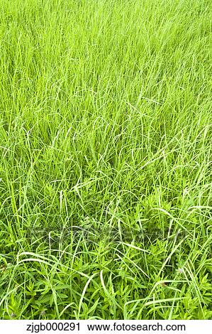 Meadow View Large Photo Image Stock Image - Meadow. Fotosearch