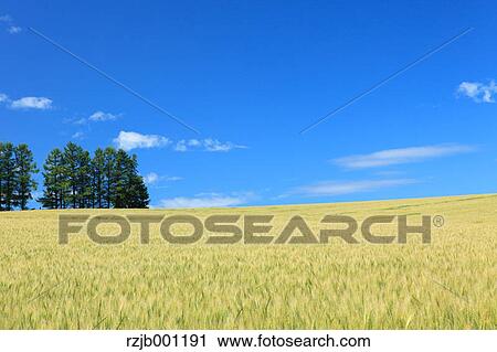 Mild Seven Hill in Biei, Hokkaido View Large Photo Image Stock Image - Mild Seven Hill in Biei, Hokkaido. Fotosearch