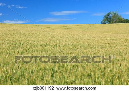 Stock Image - Mild Seven Hill in Biei, Hokkaido. Fotosearch