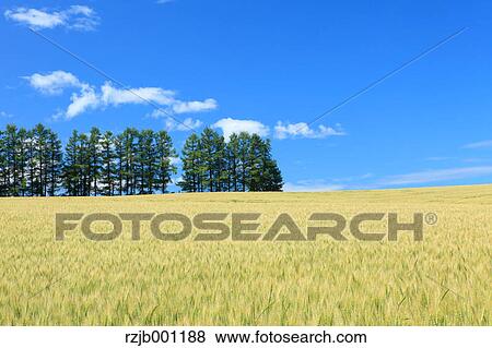 Mild Seven Hill in Biei, Hokkaido View Large Photo Image Stock Photo - Mild Seven Hill in Biei, Hokkaido. Fotosearch