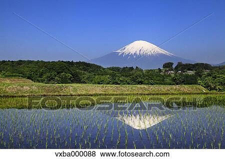 Stock Photo - Mount Fuji reflected in a rice field. Fotosearch