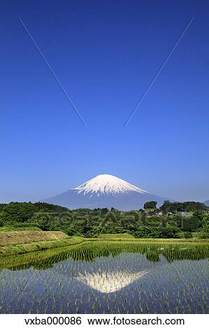 Mount Fuji reflected in a rice field View Large Photo Image Stock Photograph - Mount Fuji reflected in a rice field. Fotosearch