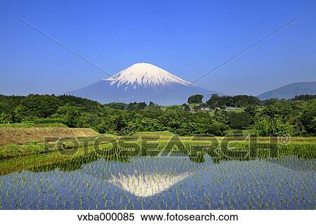 Mount Fuji reflected in a rice field View Large Photo Image Stock Photography - Mount Fuji reflected in a rice field. Fotosearch