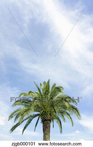 Stock Image - Palm tree and sky with clouds. Fotosearch
