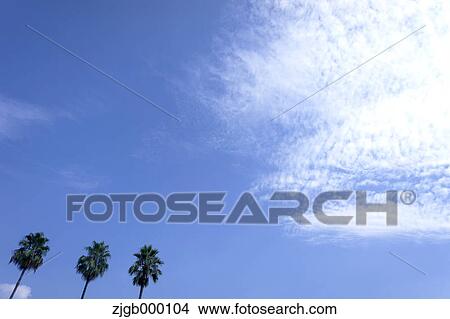 Palm trees and blue sky with clouds View Large Photo Image Picture - Palm trees and blue sky with clouds. Fotosearch