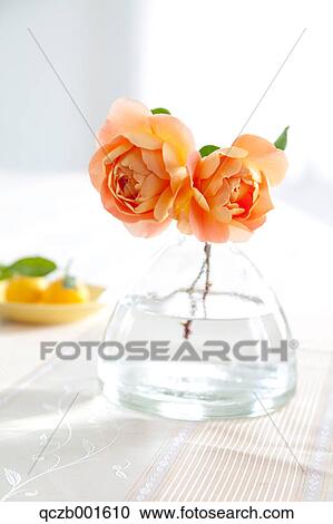Pat Austin roses View Large Photo Image Stock Image - Pat Austin roses. Fotosearch