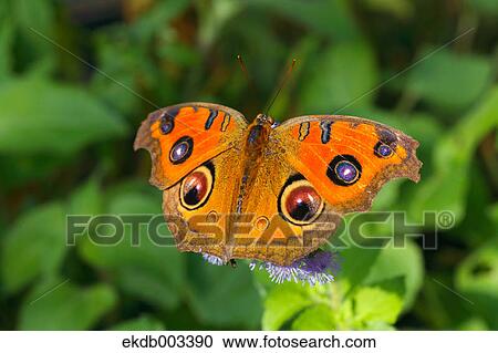 Peacock Pansy butterfly View Large Photo Image Stock Image - Peacock Pansy butterfly. Fotosearch