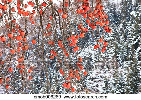 Stock Photo - Persimmon tree and snow. Fotosearch