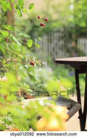 Plants in a garden with table and chair in the background View Large Photo Image Stock Image - Plants in a garden with table and chair in the background. Fotosearch